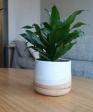 4  White Speckled Planter by Hands on Ceramics Discount